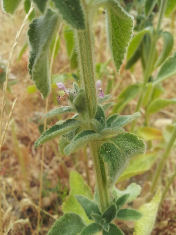 pianda da determinare - Stachys gr. germanica